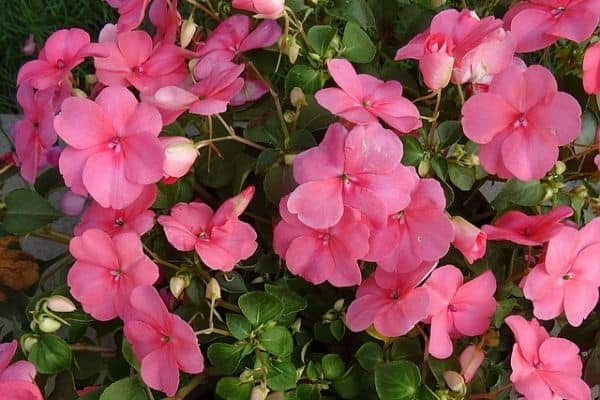 Impatiens flowers