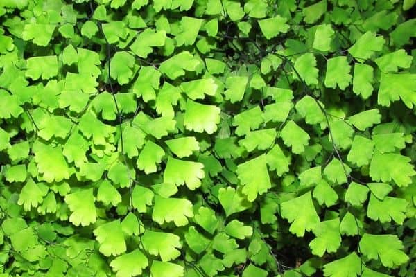 Maidenhair fern