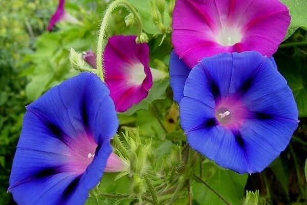 Morning glory flowers