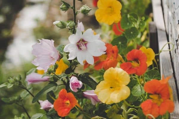 Nasturtiums growing in a garden