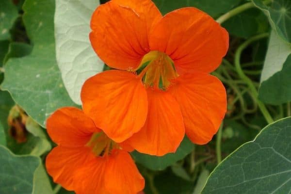 Nasturtium edible flowers