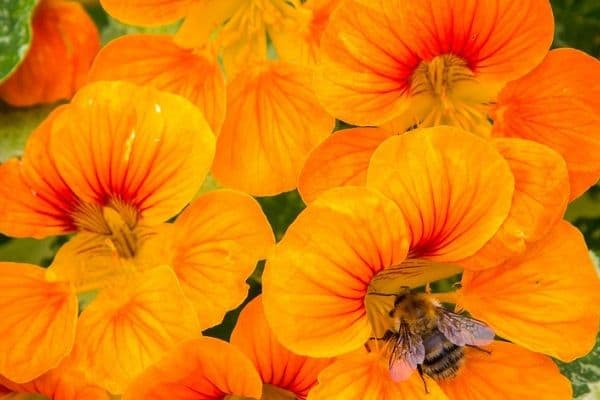 nasturtium flowers