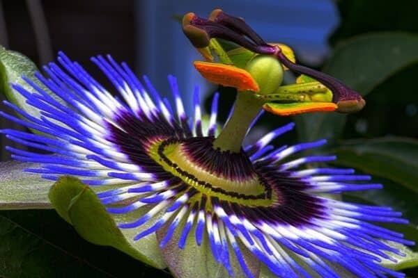 Passion flower growing in garden