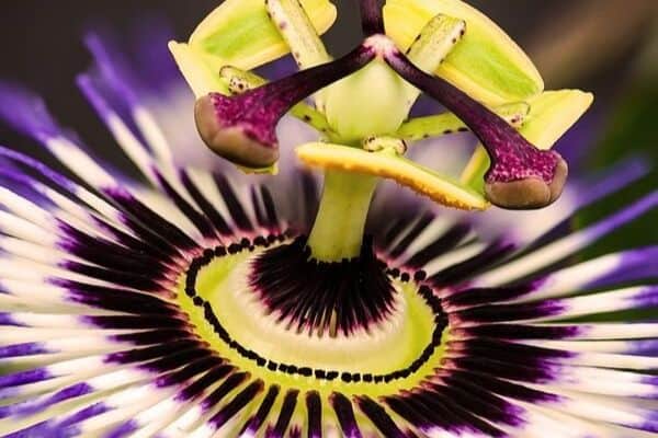 Passion flower bloom