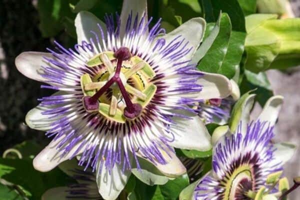 Passionflowers growing in container