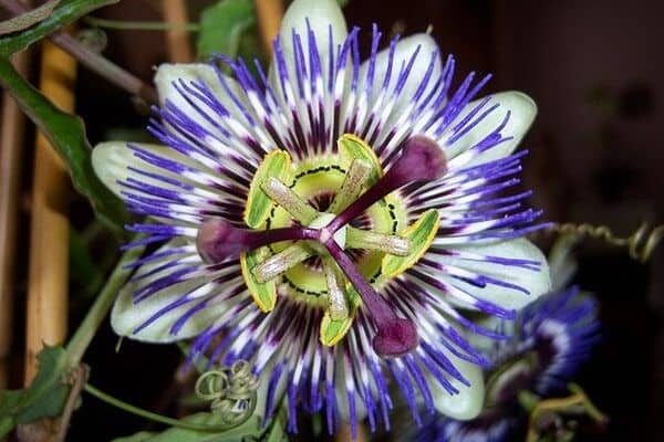 Passionflower