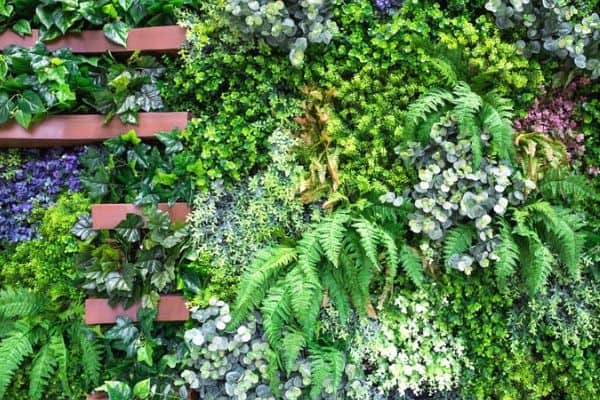 Read more about the article How to Create a Living Plant Wall