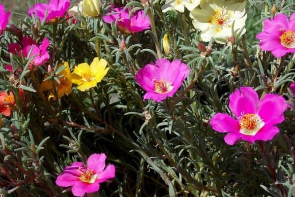 Portulaca colorful flowers