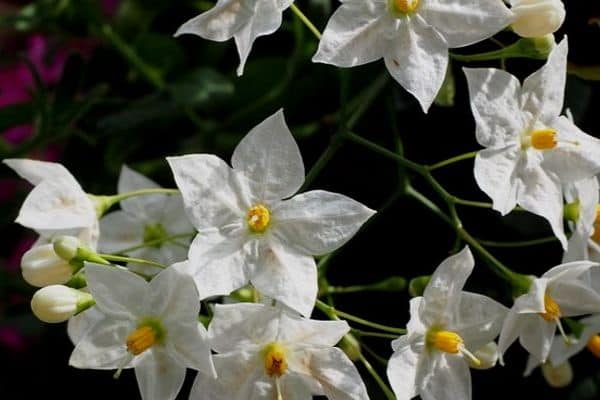 Potato vine flowers