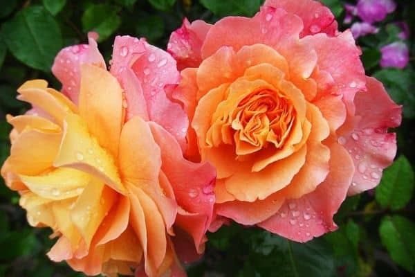 Fragrant rose