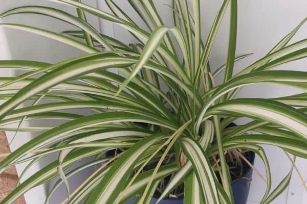 Spider plant