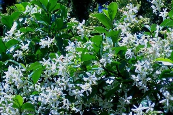 Star Jasmine flowers