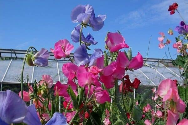 Sweet pea flowers