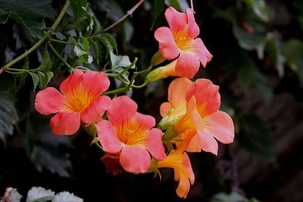 Climbing trumpet vine