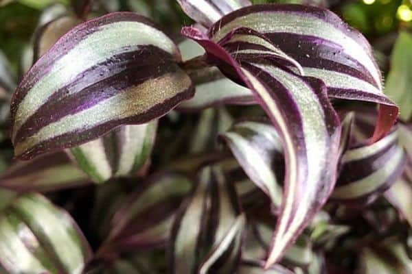 Wandering jew plant