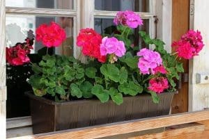 Read more about the article How to Grow Geraniums in Window Boxes