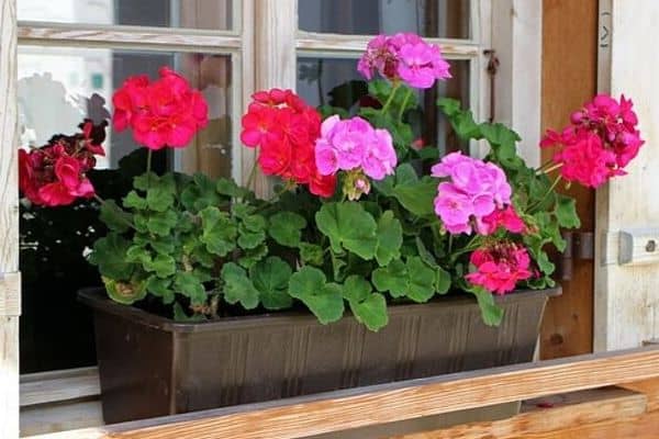 Image of Geraniums in a window box