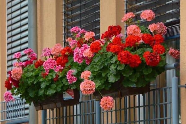 Flowers for window boxes