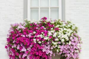 Read more about the article 10 Best Flowers for Window Boxes