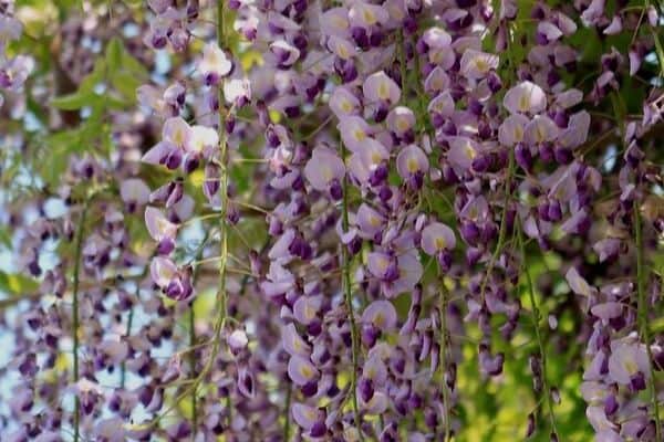 Climbing wisteria flowers