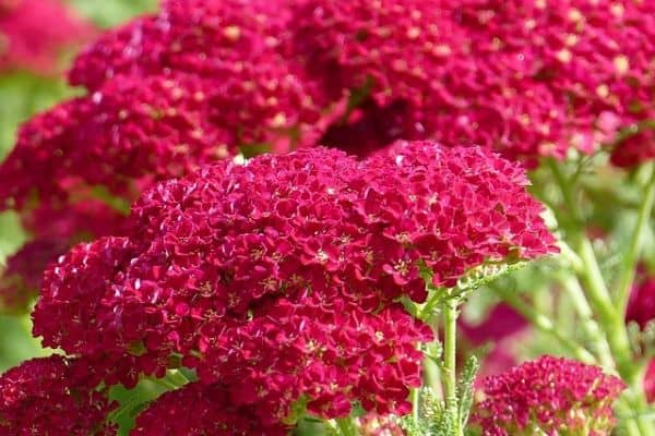 Red yarrow flowers