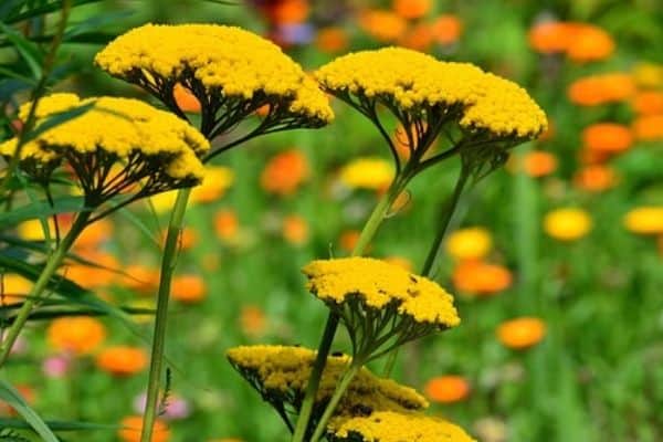 Yellow yarrow flowers