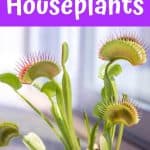 Carnivorous houseplants
