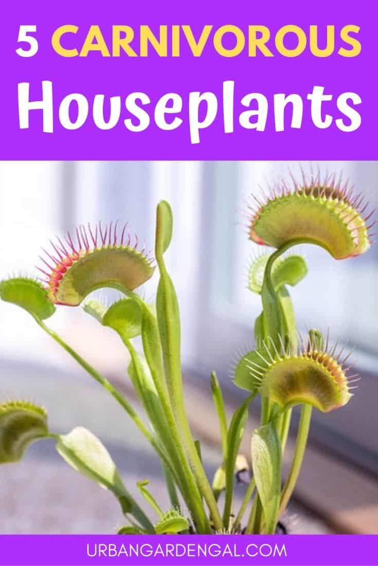 Best carnivorous houseplants