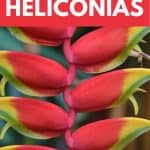 Growing Heliconia flowers