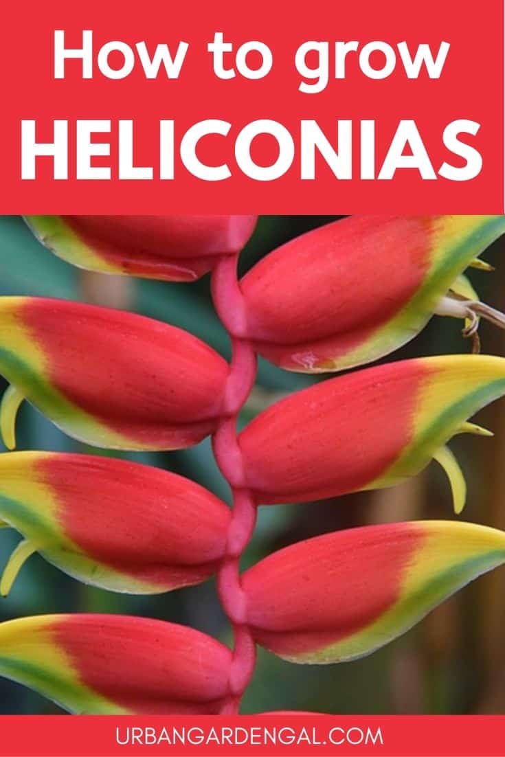 How to grow Heliconias