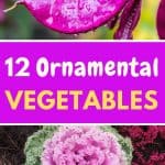 Ornamental vegetable plants
