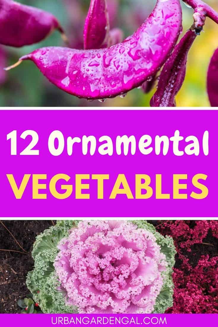 Best ornamental vegetable plants