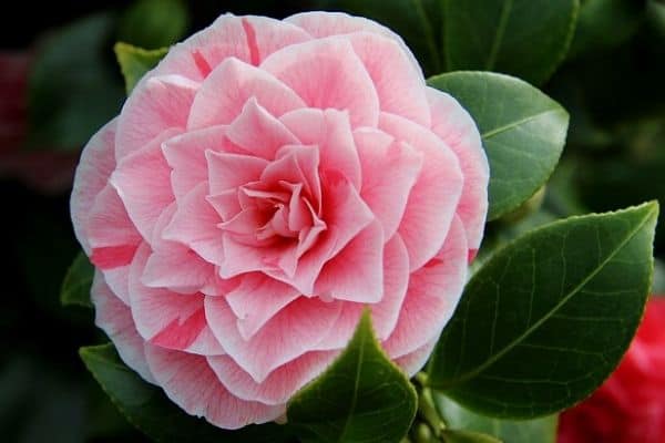 Camellia