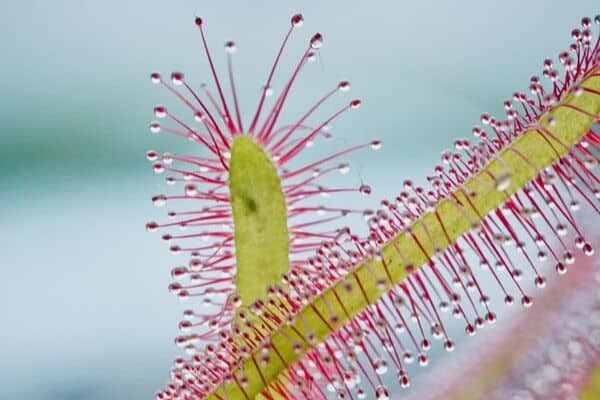 Cape sundew plant