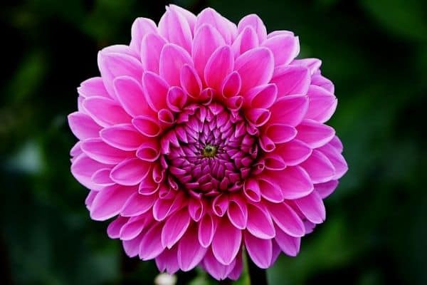 Dahlia flower