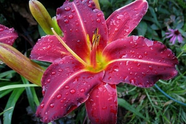 daylily flower