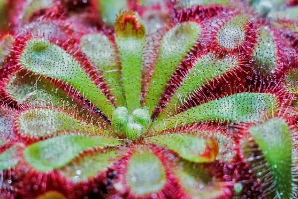 Drosera spatulata plant