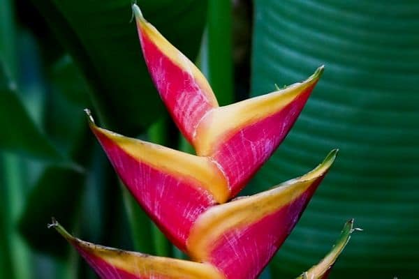 Heliconia flower