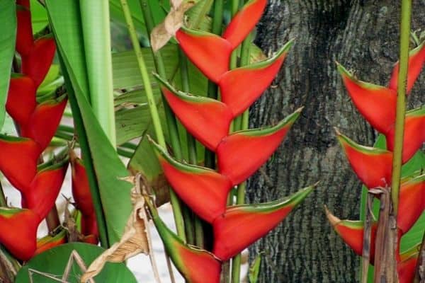 Lobster claw plants