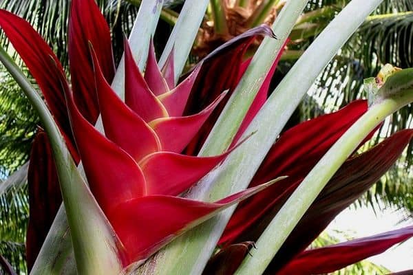 Heliconia plants