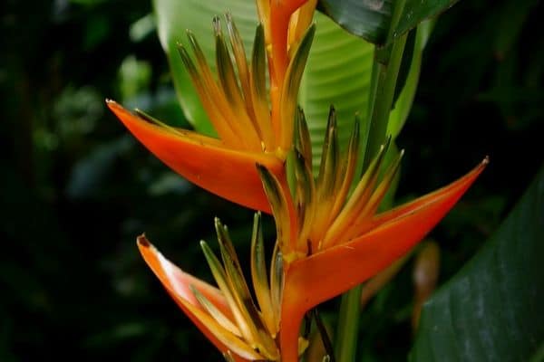 Growing Heliconia plants