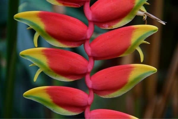 Grow Heliconia plant