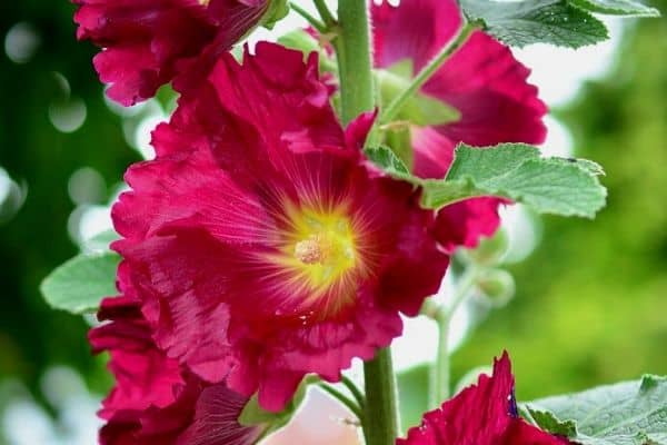 Hollyhock