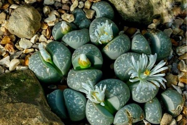 Lithops