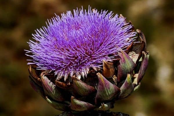 artichoke plant