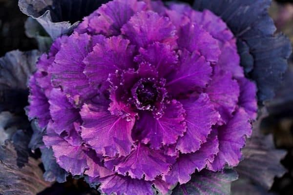 purple cabbage