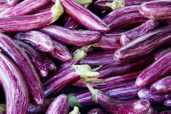 harvesting eggplants