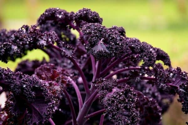 purple kale