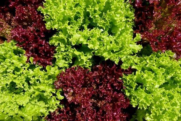 ornamental lettuce plants