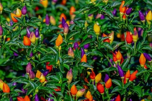 brightly colored peppers